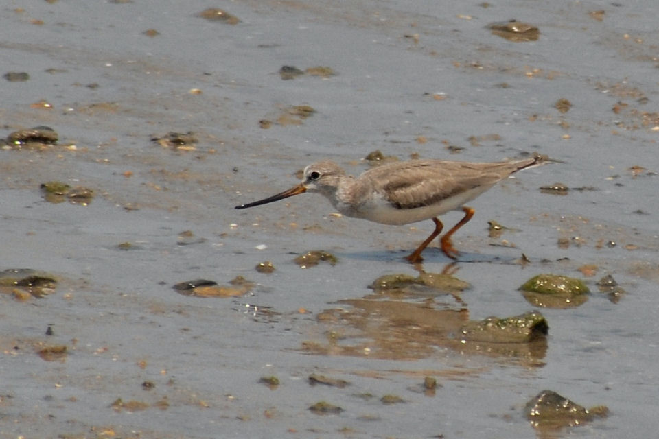 Terek Sandpiper (Xenus cinereus)